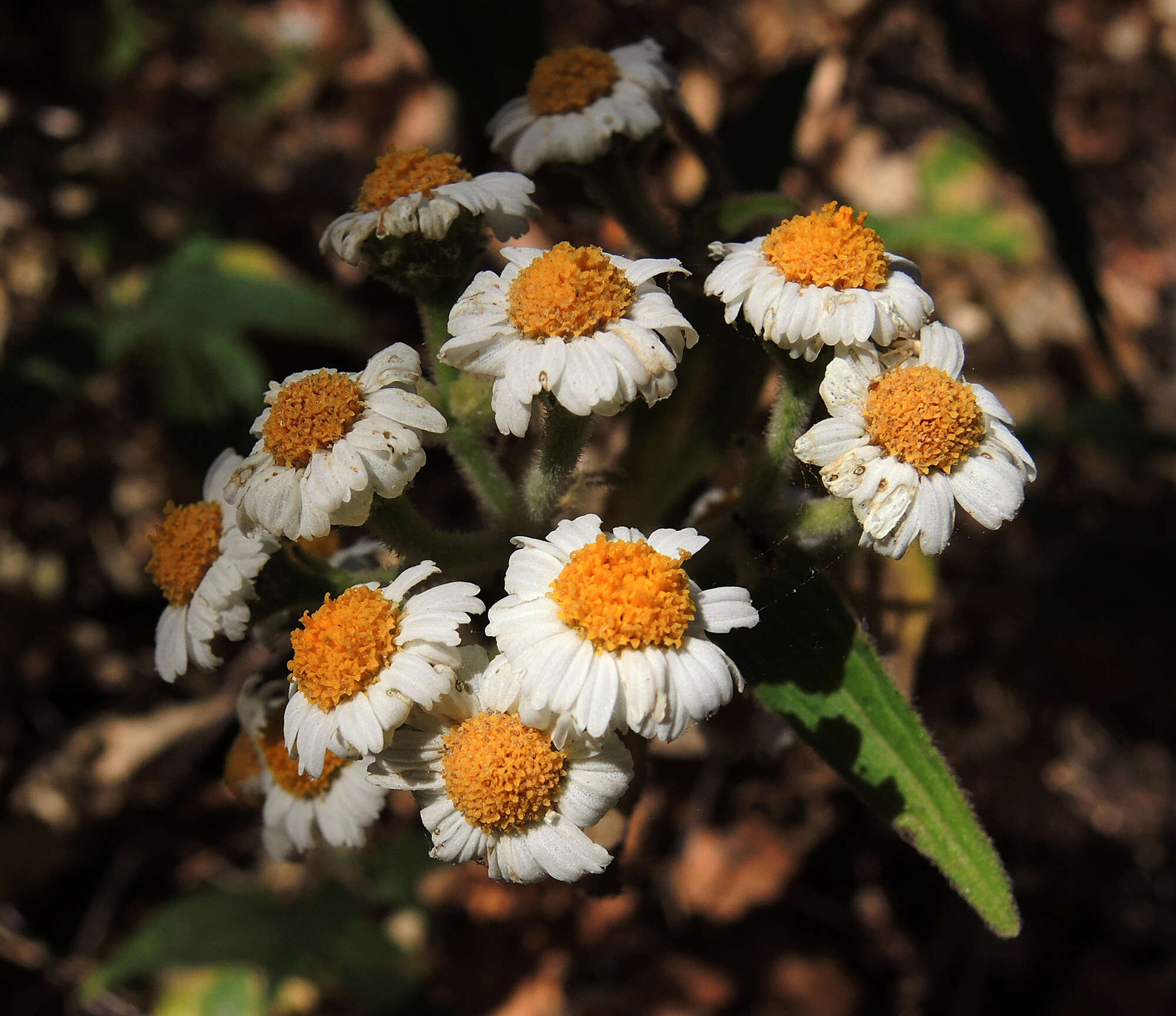 Image de Alloispermum scabrifolium (Hook & Arn.) H. Rob.