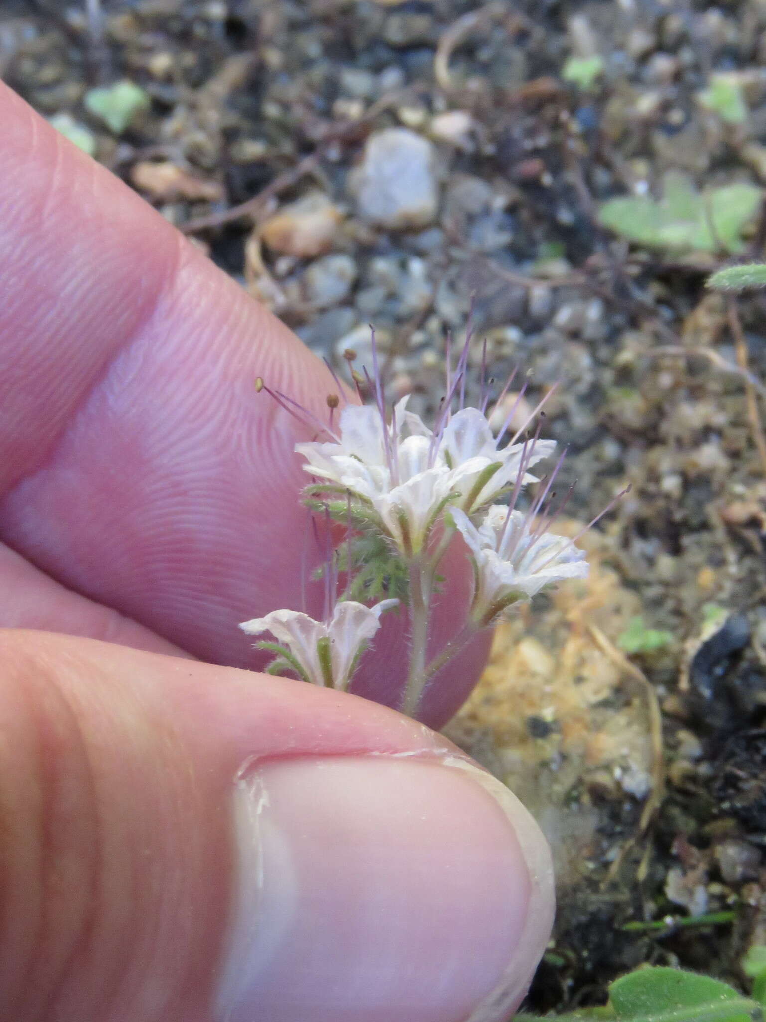 Image of Mojave phacelia