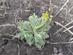 Image of woodland draba