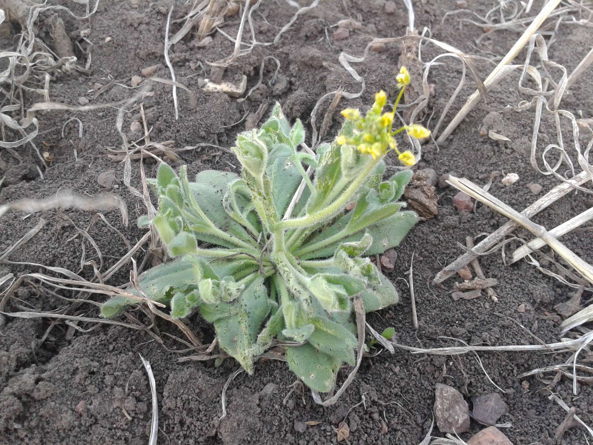 Image of woodland draba