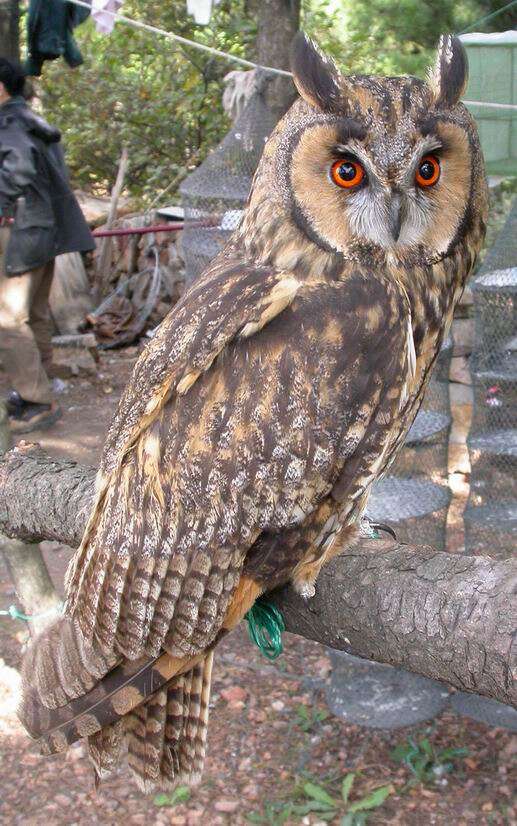 Image of Long-eared Owl