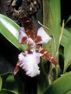 Plancia ëd Odontoglossum