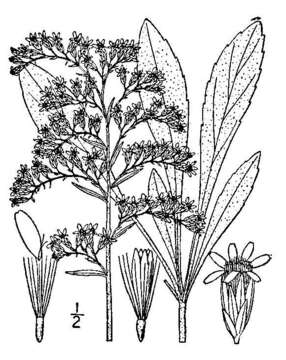 Image of gray goldenrod