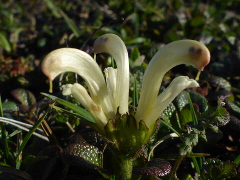 Imagem de Pedicularis capitata Adams.