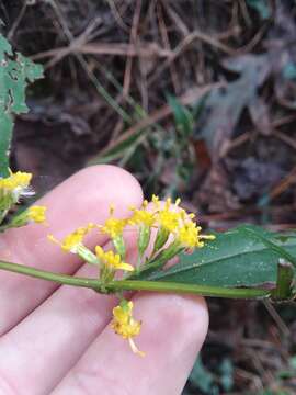 Solidago caesia var. zedia R. E. Cook & Semple的圖片