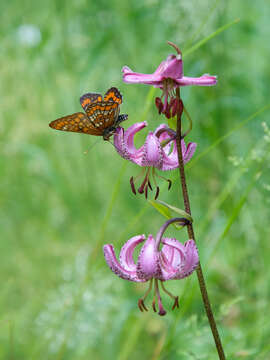 Plancia ëd Euphydryas maturna