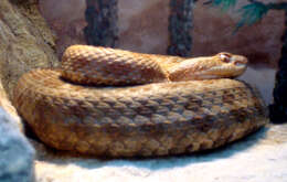 Image of Querétaro dusky rattlesnake