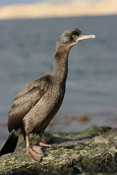 Image of Kerguelen Shag