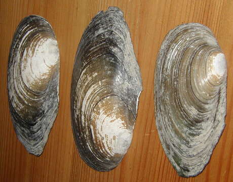 Image of duck mussel