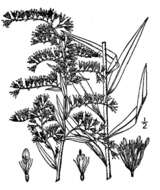 Image of anisescented goldenrod