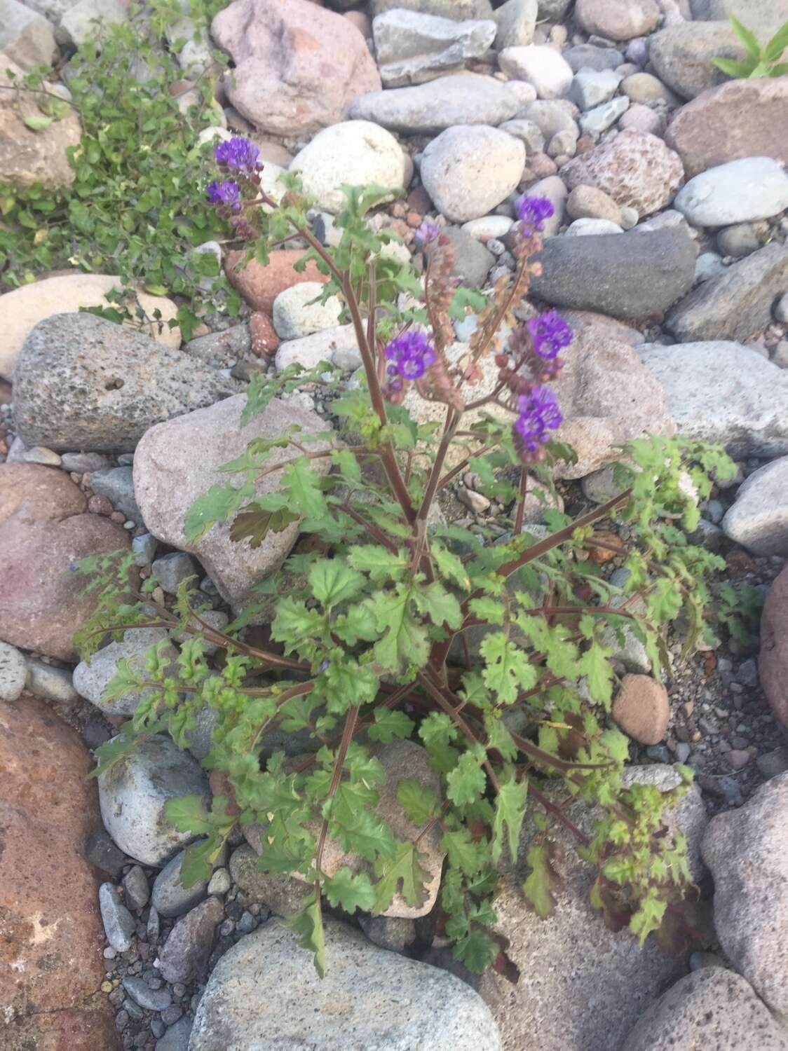 Phacelia scariosa Brandegee的圖片