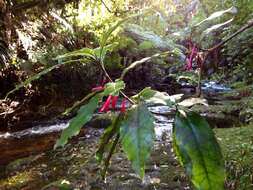 Image of Shrubby honeysuckle