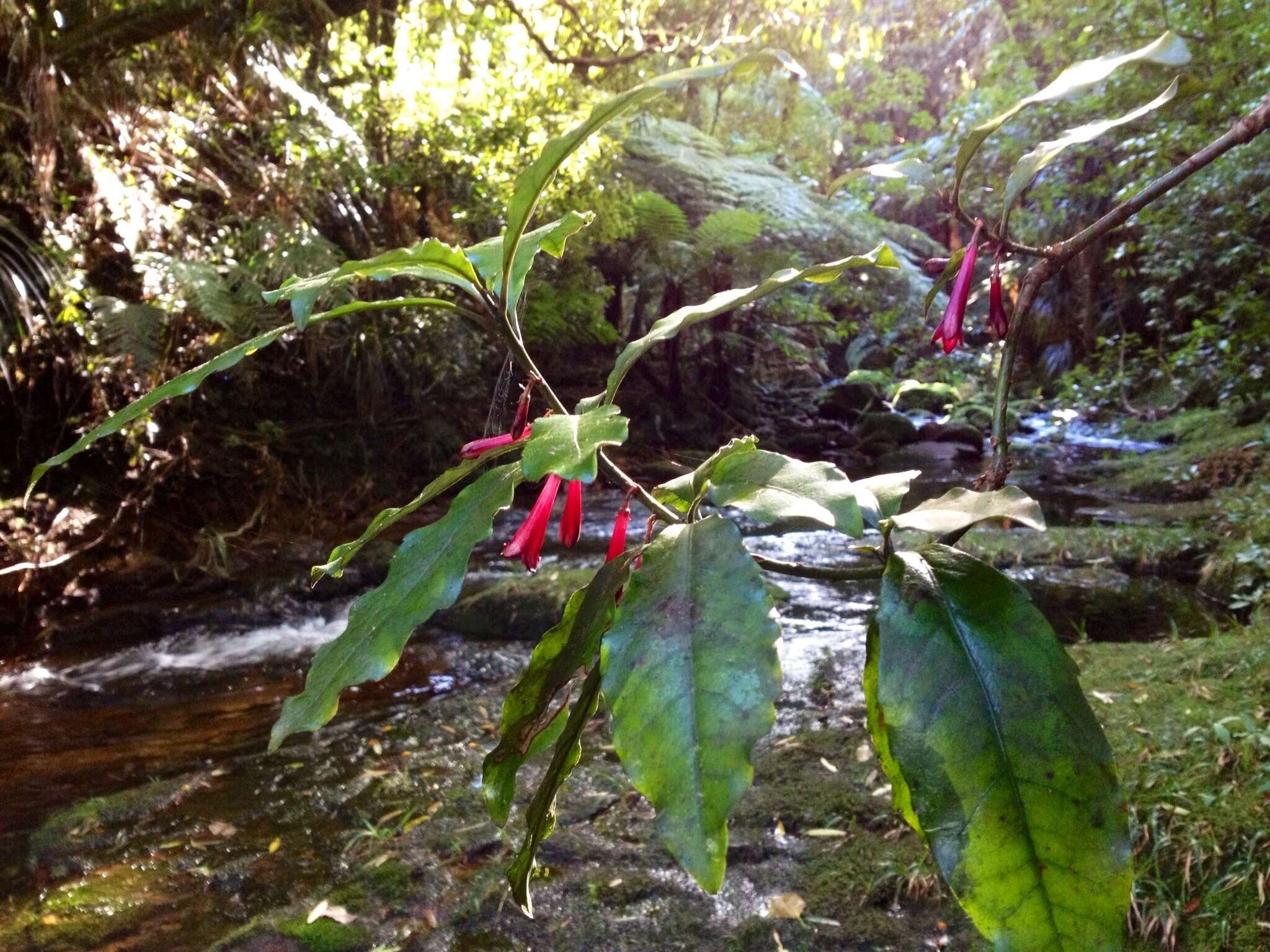 Image of Shrubby honeysuckle