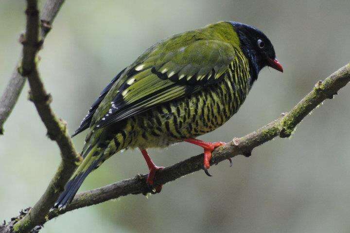 Image de Cotinga barré