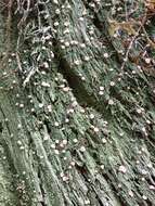 Image of peppermint drop lichen