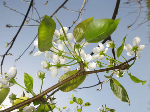 Plancia ëd Pyrus pyrifolia (Burm. fil.) Nakai