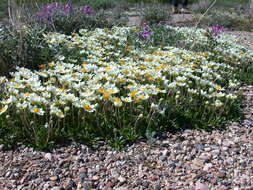 Image of entireleaf mountain-avens