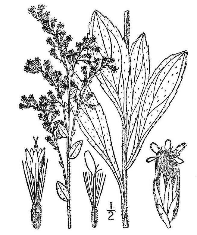 Image of western rough goldenrod