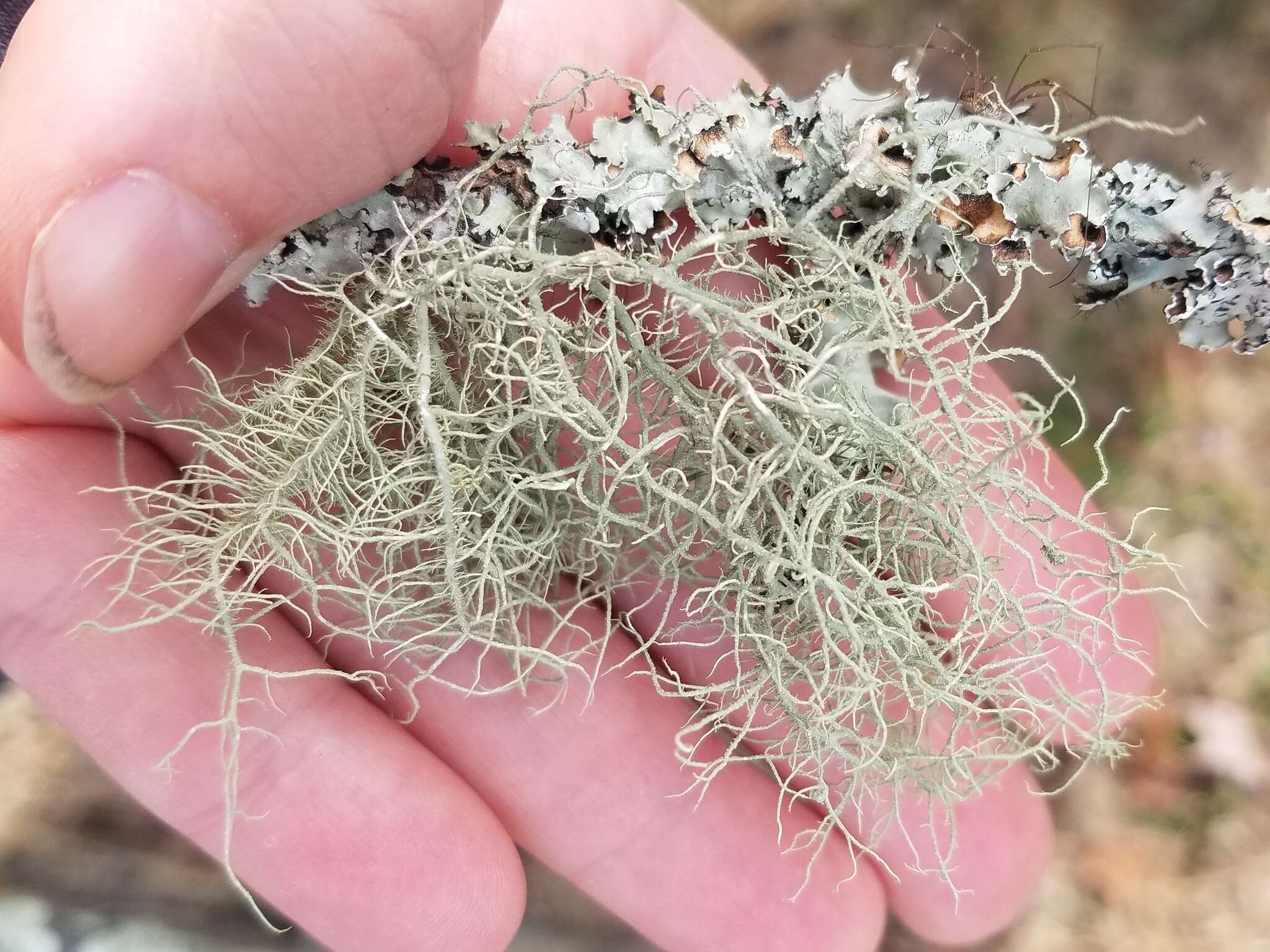 Image of Bloody beard lichen;   Beard lichen