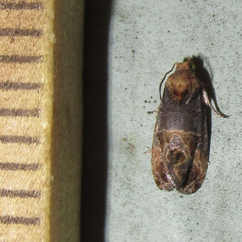 Image of Grape Berry Moth