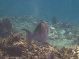 Image of Triggerfish