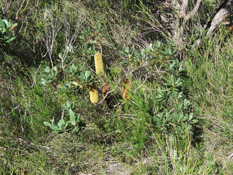 Imagem de Banksia paludosa R. Br.