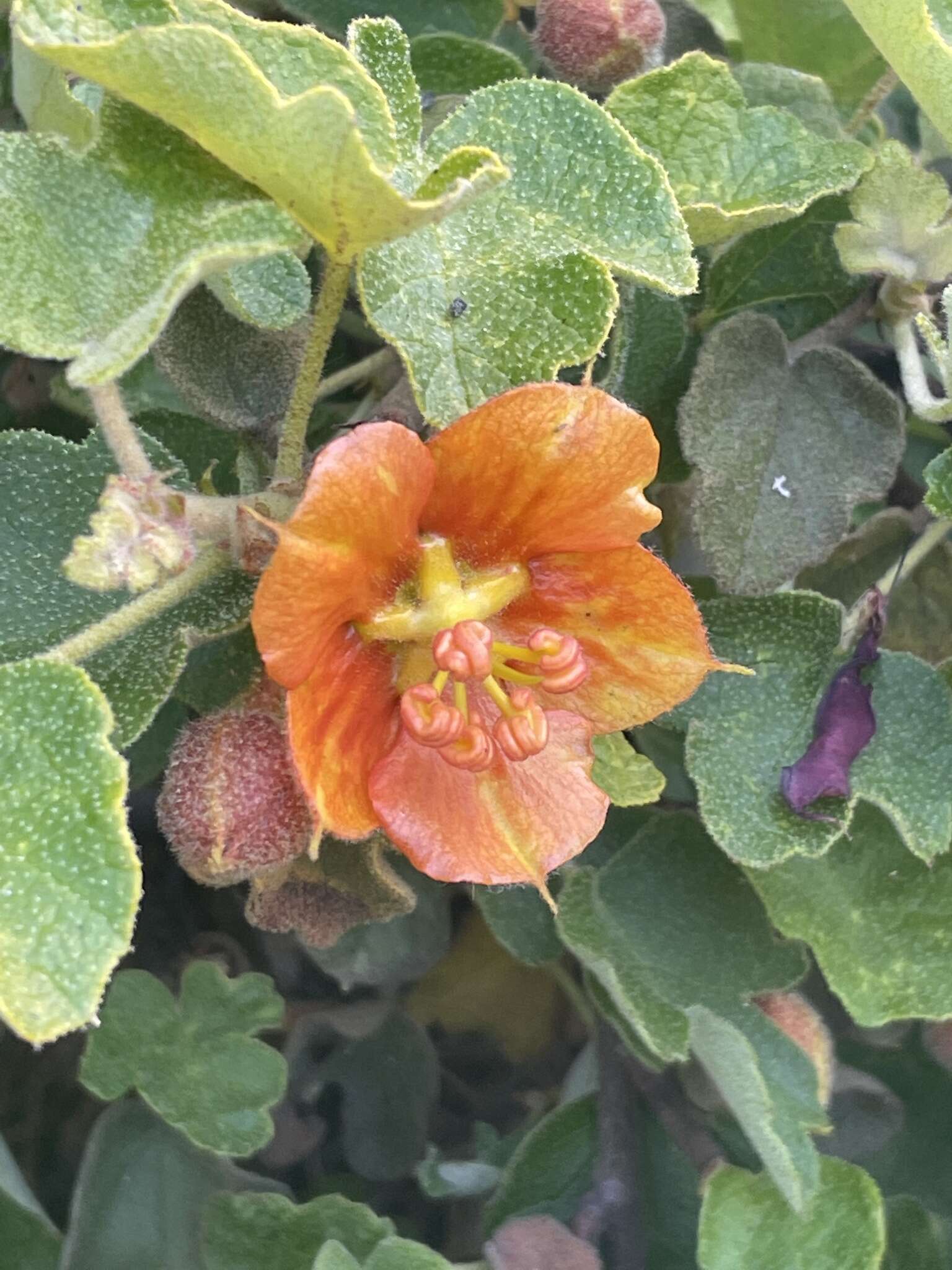 Image of Pine Hill flannelbush