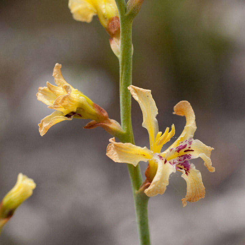 Image of Tritoniopsis caledonensis (R. C. Foster) G. J. Lewis