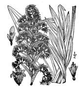 Image of seaside goldenrod