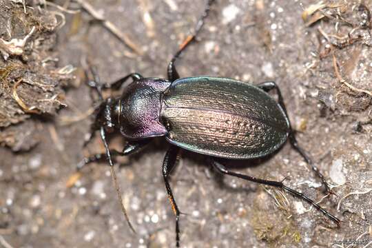 Image de Carabus (Archicarabus) steuartii A. Deyrolle 1852