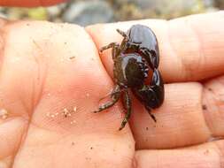 Image of Cabrillo porcelain crab