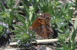 Image de Verbena bracteata Cav. ex Lag. & Rodr.