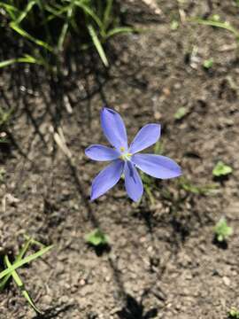 Calydorea campestris (Klatt) Baker resmi