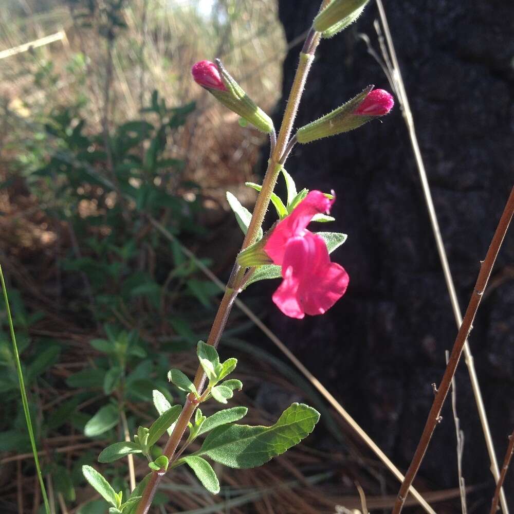 Salvia microphylla Kunth resmi