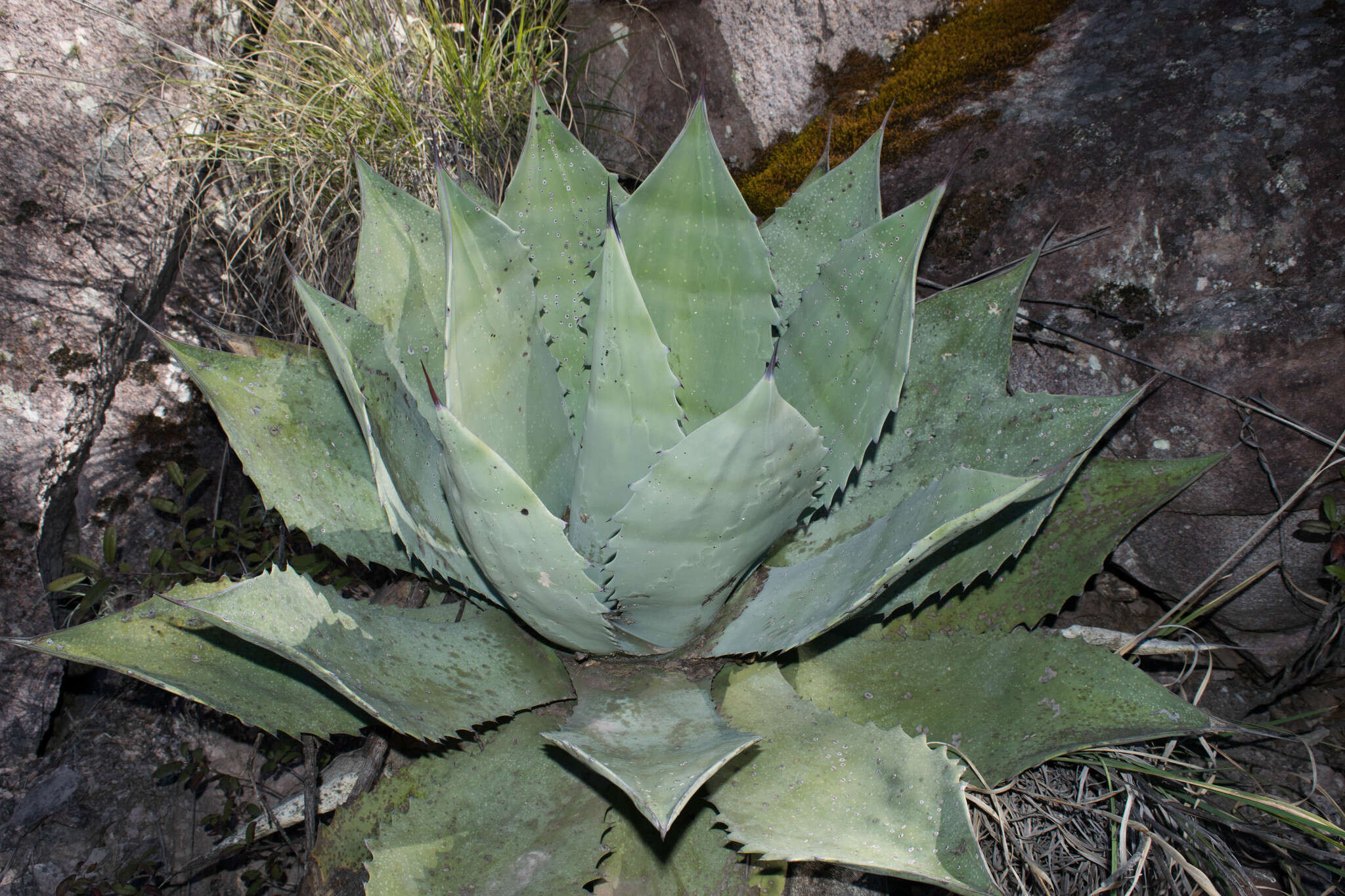 Image of Agave durangensis Gentry