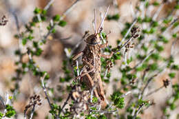 Слика од Acinipe hesperica Rambur 1838