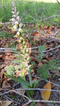 Image of Lachenalia variegata W. F. Barker