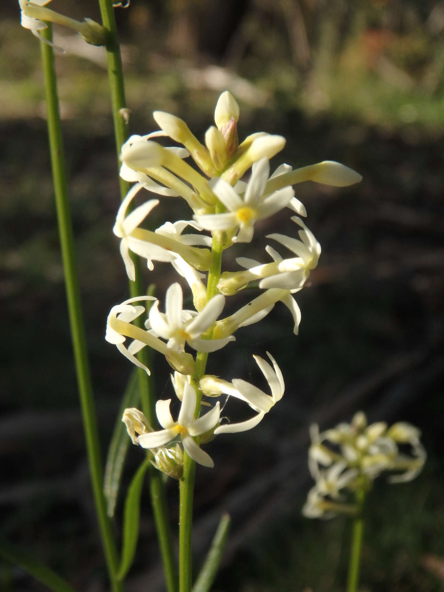 Image of Stackhousia monogyna Labill.