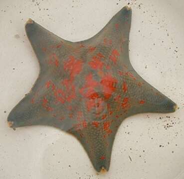 Image of Blue bat star