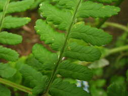 Image of Dryopteris oligodonta (Desv.) Pic. Serm.