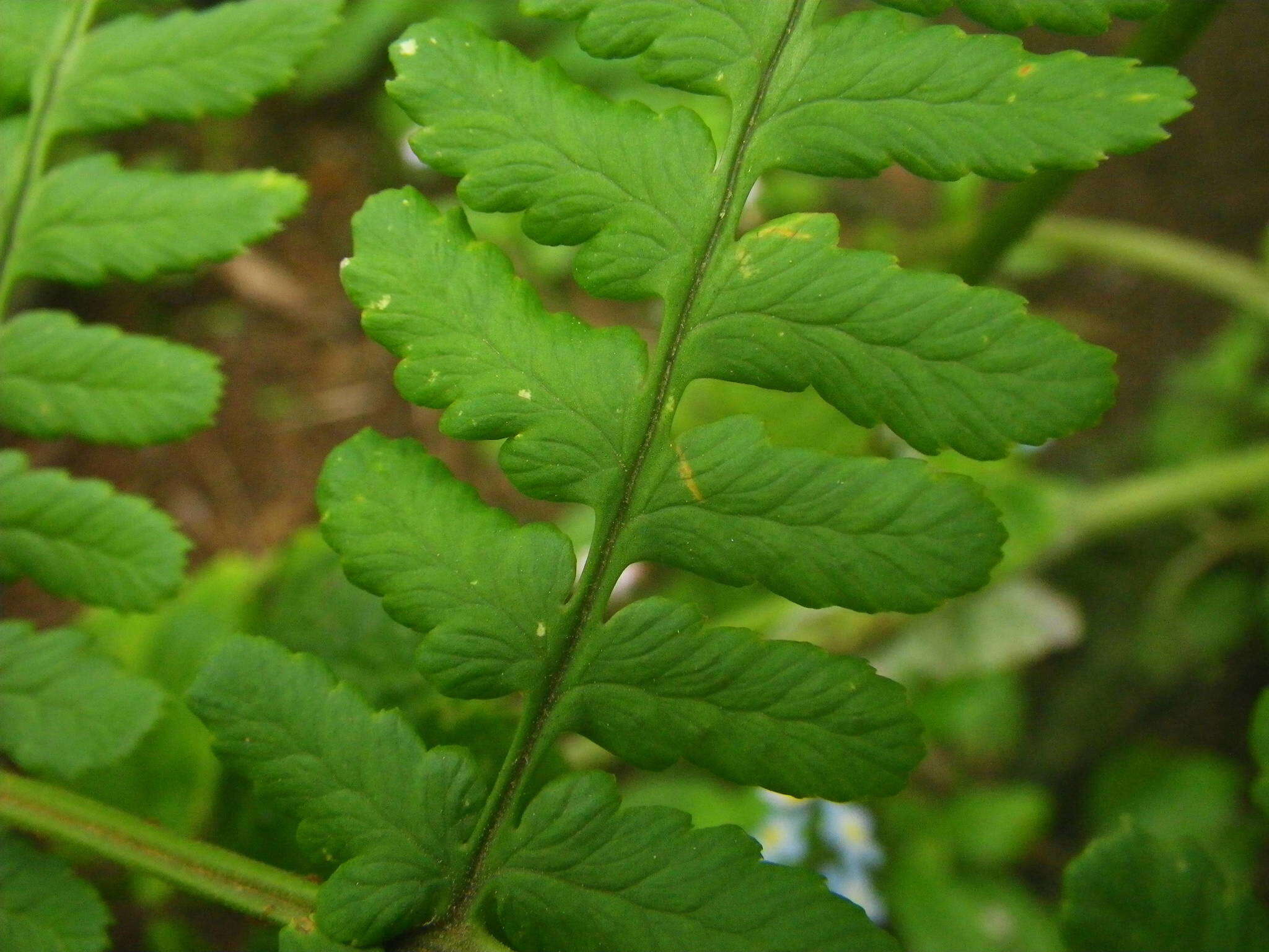 Image of Dryopteris oligodonta (Desv.) Pic. Serm.