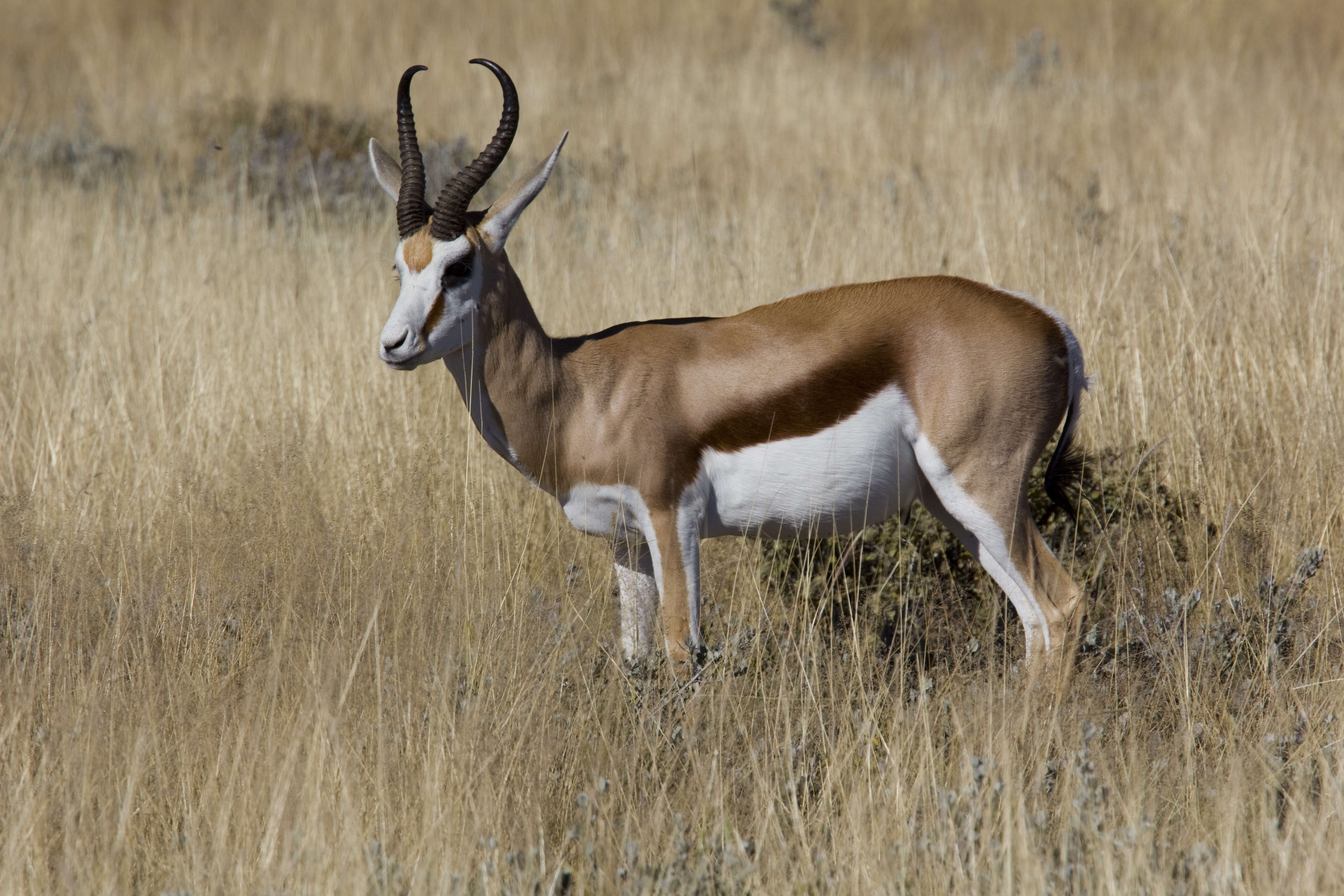 Image of Springbok