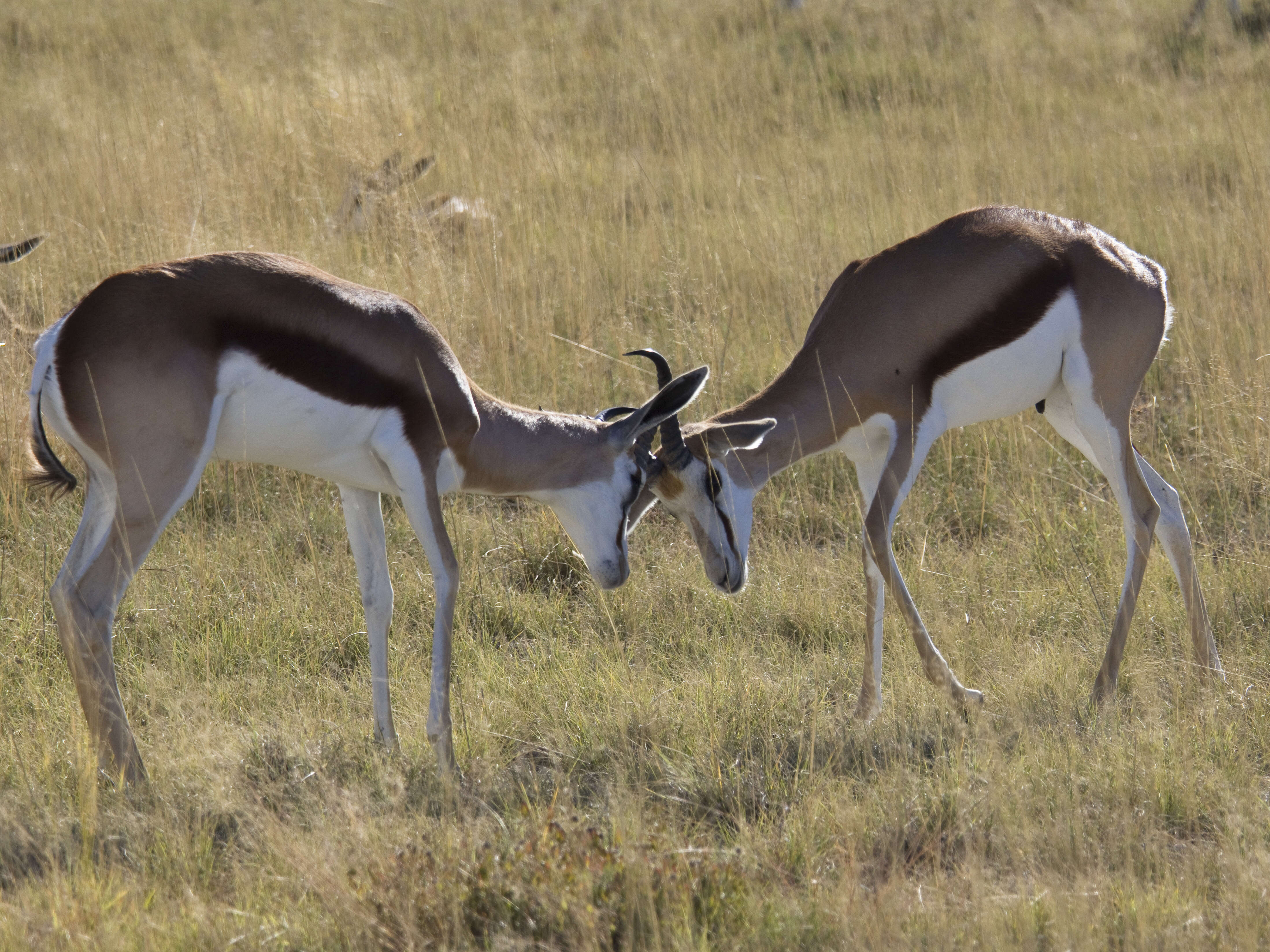 Image of Springbok