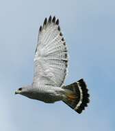 Image of Gray Hawk