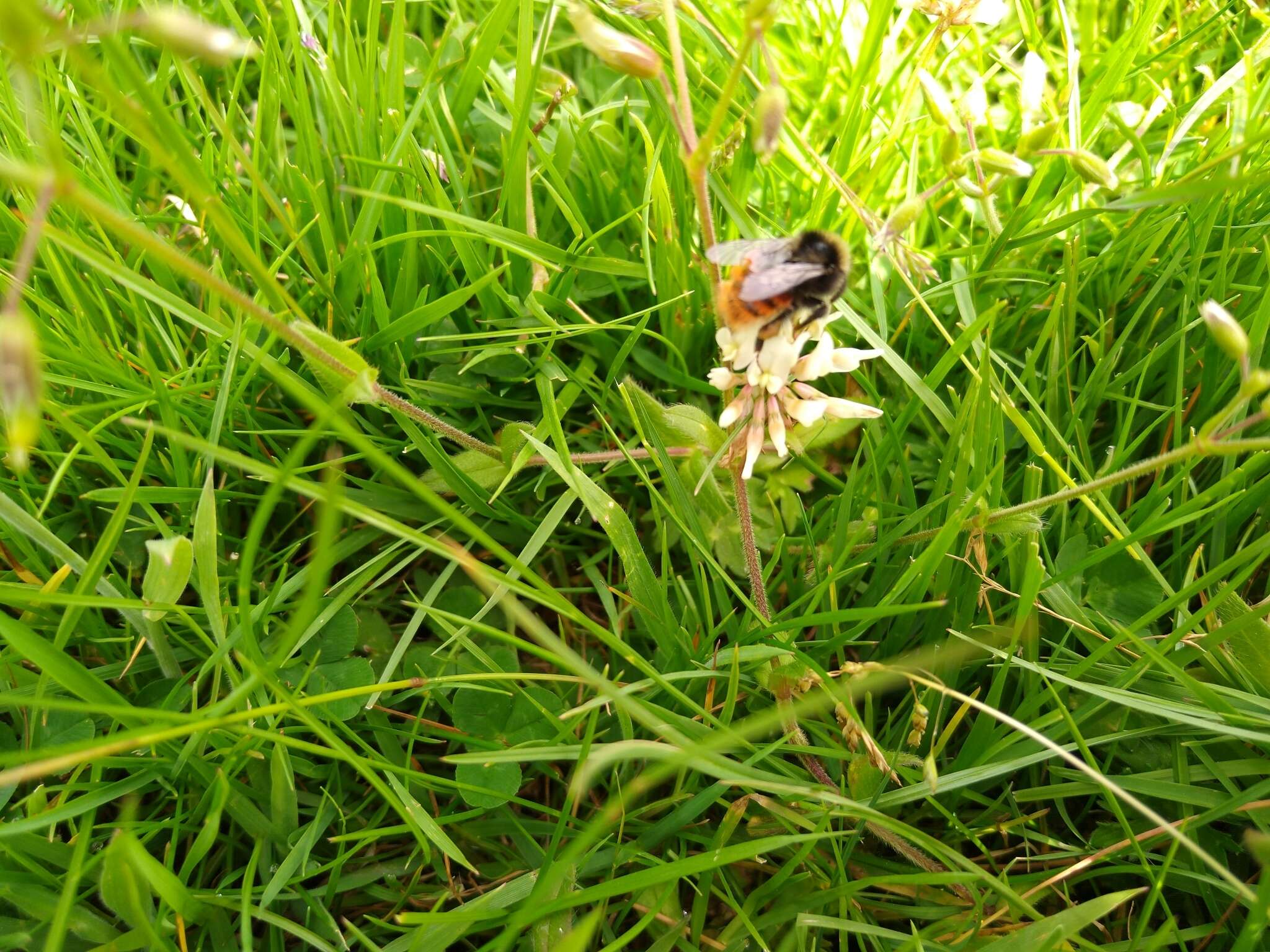 Image of Bombus monticola Smith 1849