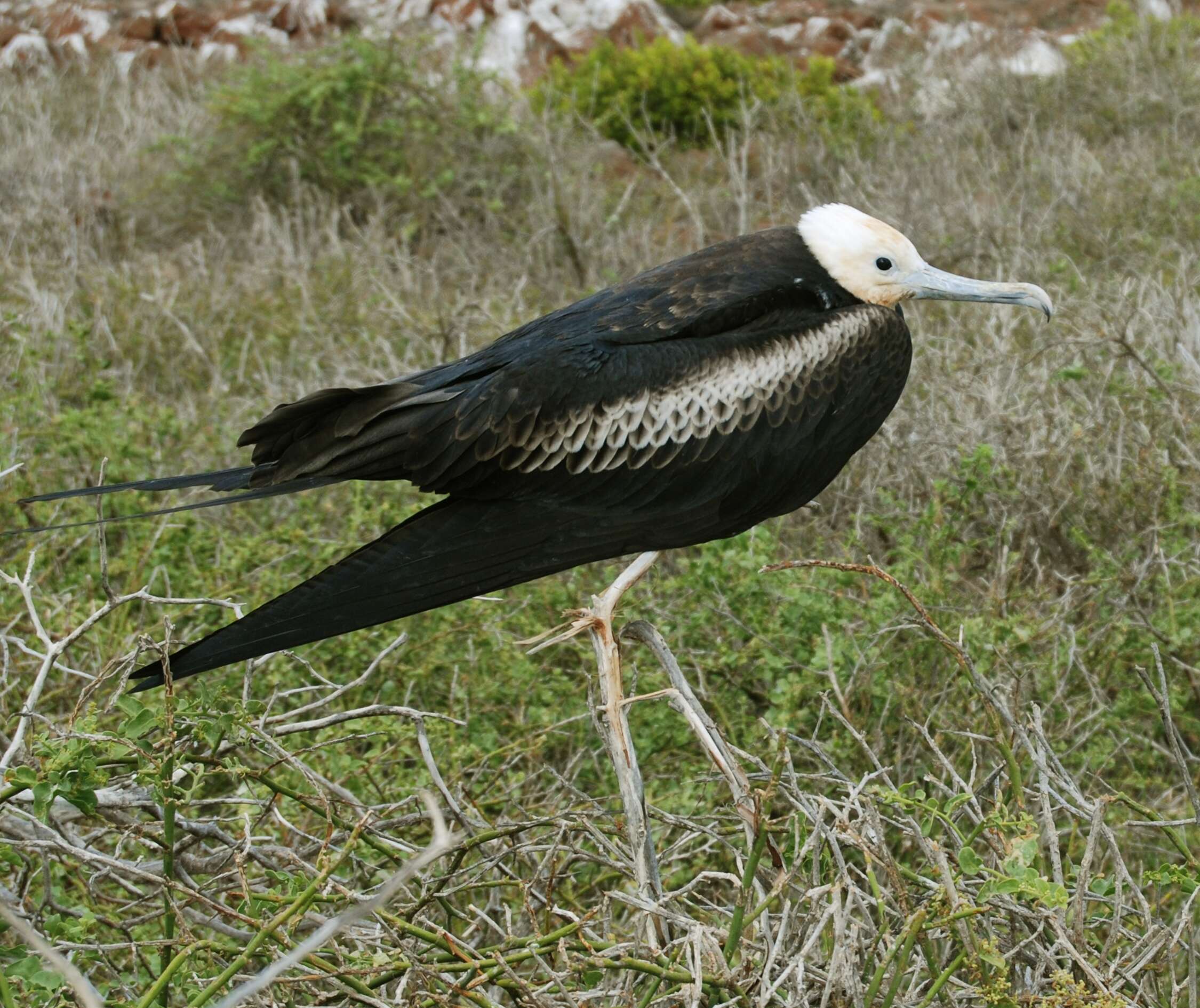 Image of frigatebirds