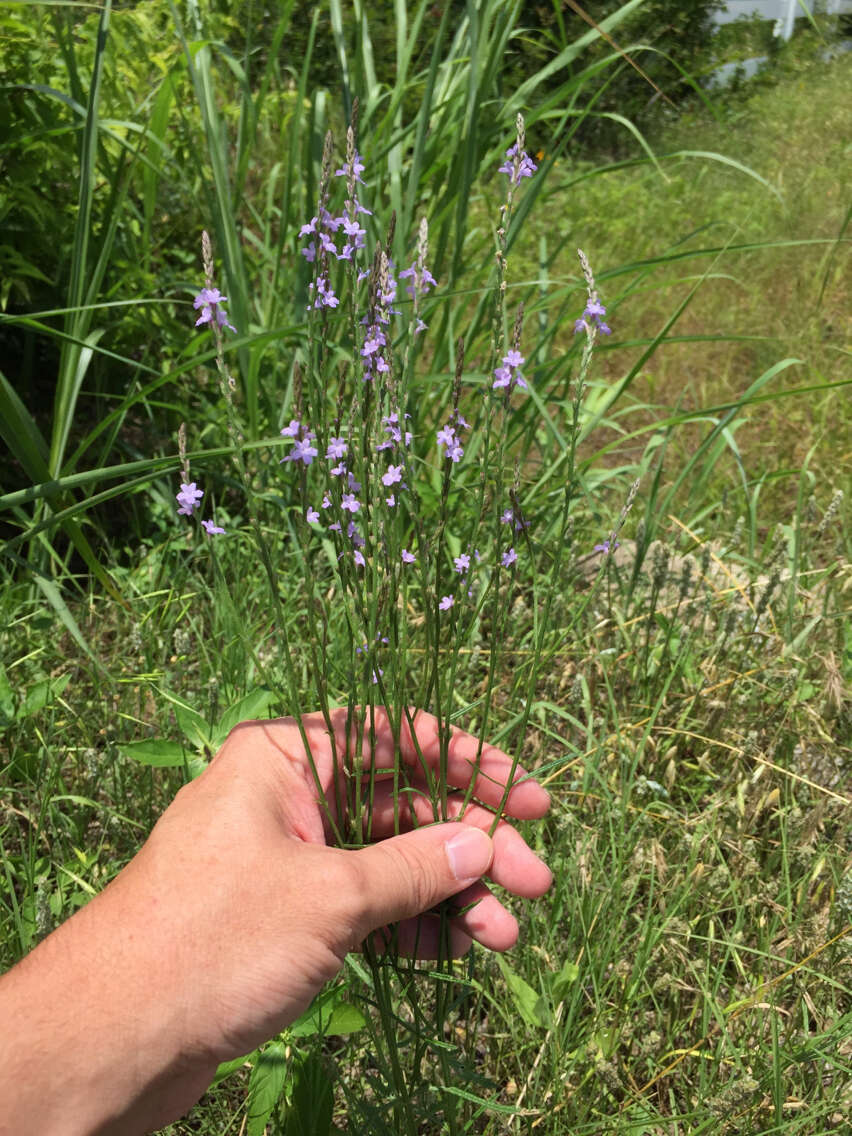 Image of Texas vervain