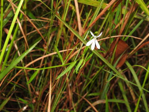 Слика од Lobelia stenophylla Benth.