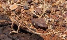 Image of Long-tailed Earless Dragon