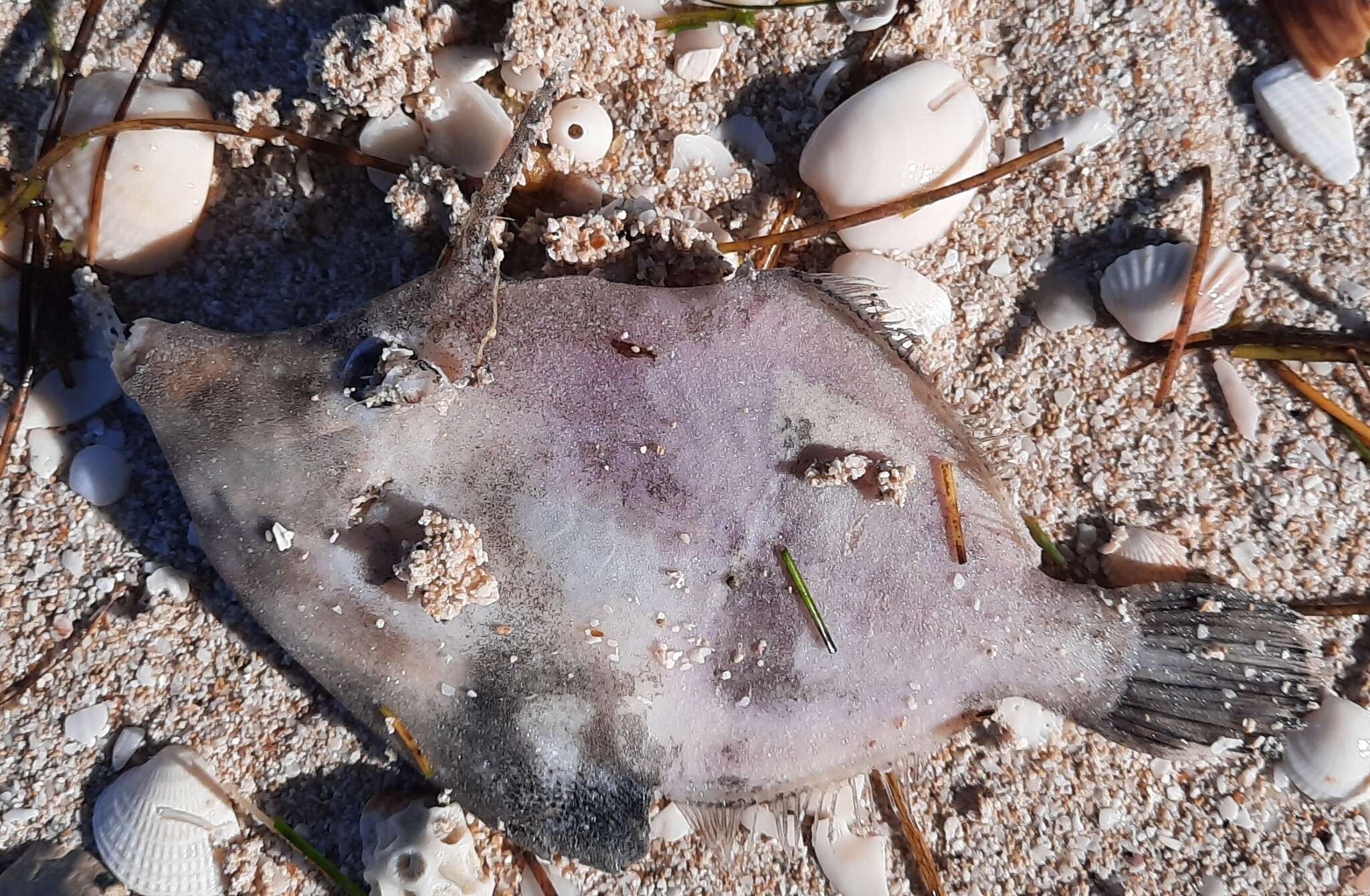 Image of Fringed Filefish